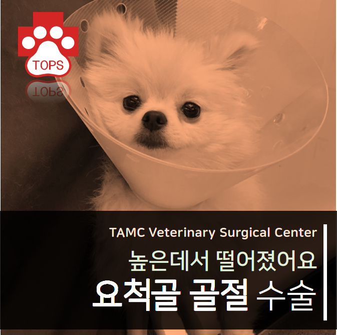  강아지 앞다리 골절/2kg 골절수술/소형견 골절/대구 탑스 동물 메디컬센터/대구 동물병원/달서구 동물병원/상인동