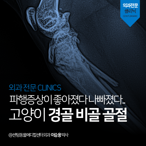  [외과] 파행증상이 좋아졌다 나빠졌다 반복해요! 고양이 경골 비골 골절 (부산 연제구 거제동 연산동 외과 정형수술 전문 동물병원)