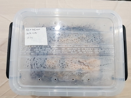  [Bs] 극태왕사슴벌레 산란 해체 기록용 K-1C