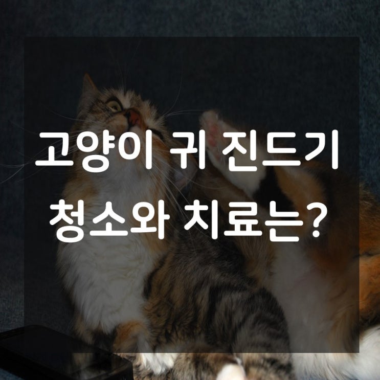  고양이 귀 진드기와 청소, 치료에 대하여