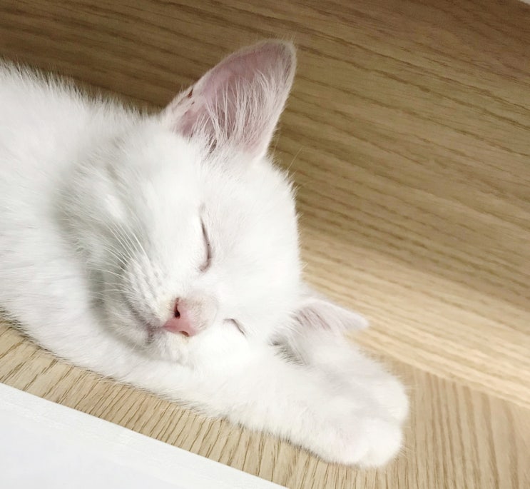[애묘일기] 고양이 수면시간