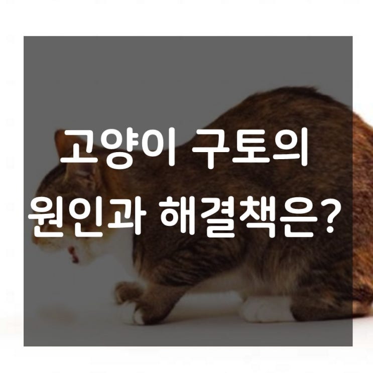  고양이의 구토, 원인과 해결책에 대하여