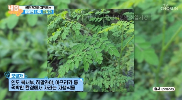 모링가잎분말 효능 부작용 1+1 여기에 추천 4