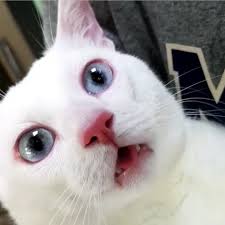 공황장애 항우울제 복용 2주 차 공황장애 항우울제 복용 2주 차