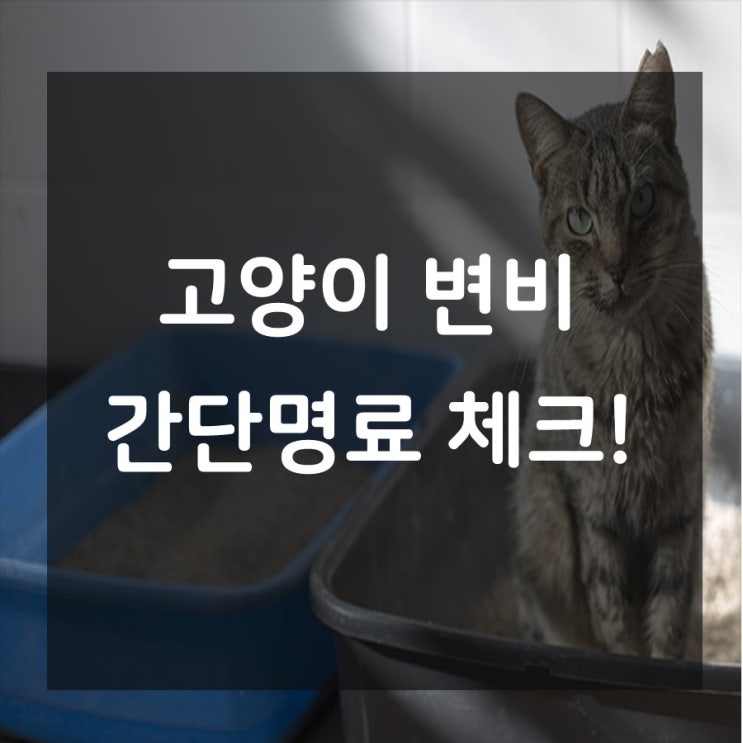  간단히 알아보는 우리 고양이의 변비