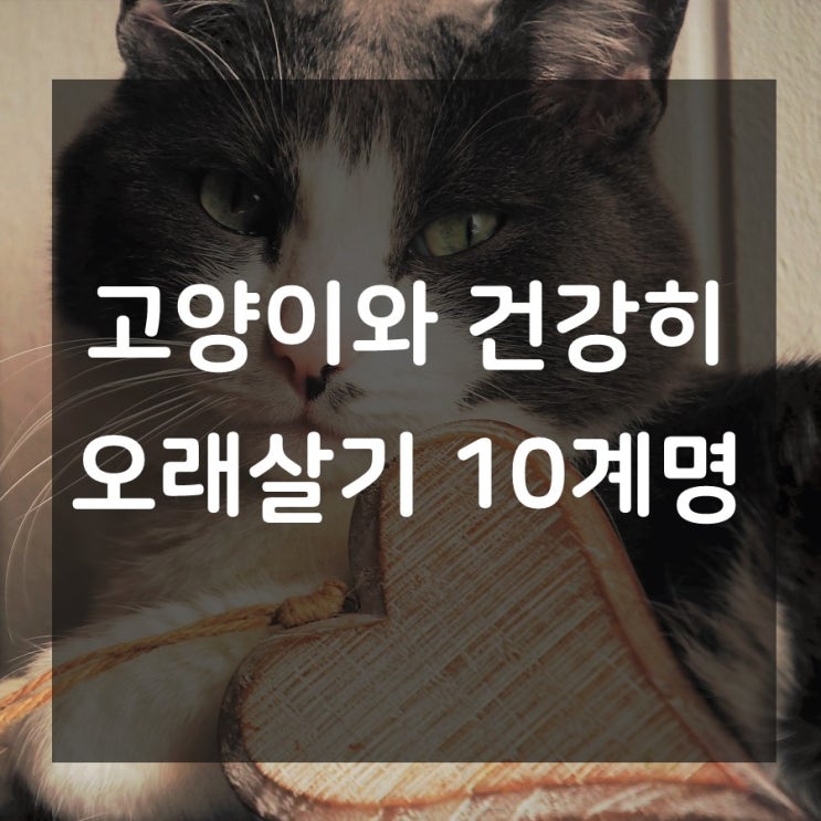  고양이를 오래, 건강하게 살게하는 10계명