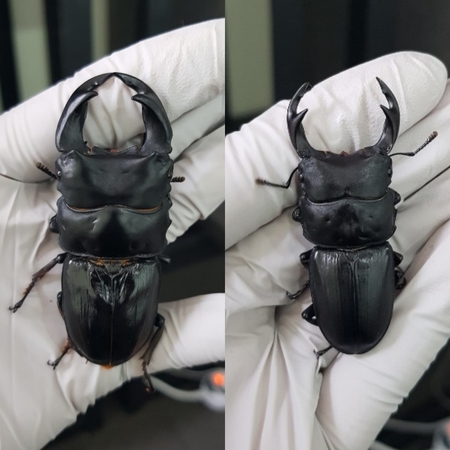  [Bs] 극태왕사슴벌레란? 수컷편