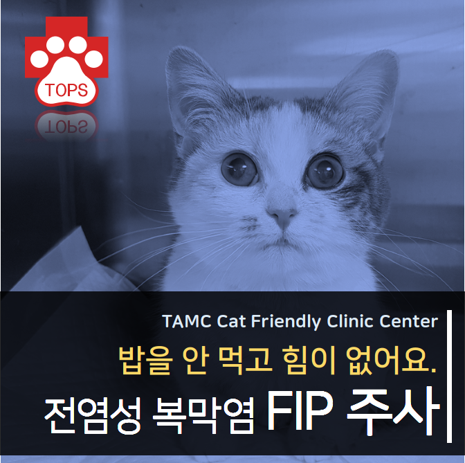  고양이 FIP/전염성 복막염 치료/FIP 치료 주사/신약투여/식욕부진/대구 탑스 동물 메디컬센터/대구 동물병원/달서구 동물병원/상인동
