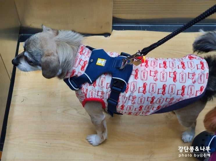  강아지 우비 비옷 비스포독 맞춤제작 완전 대박!