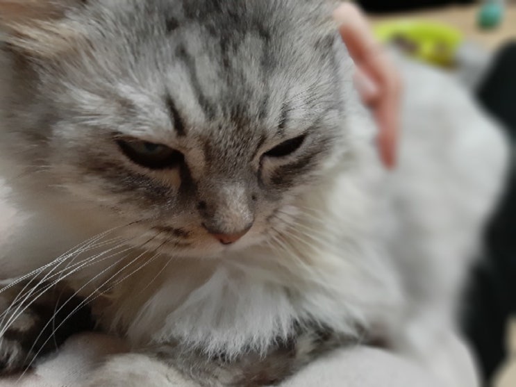 고양이 궁금증 :: 고양이 체온은 몇 도인가요??