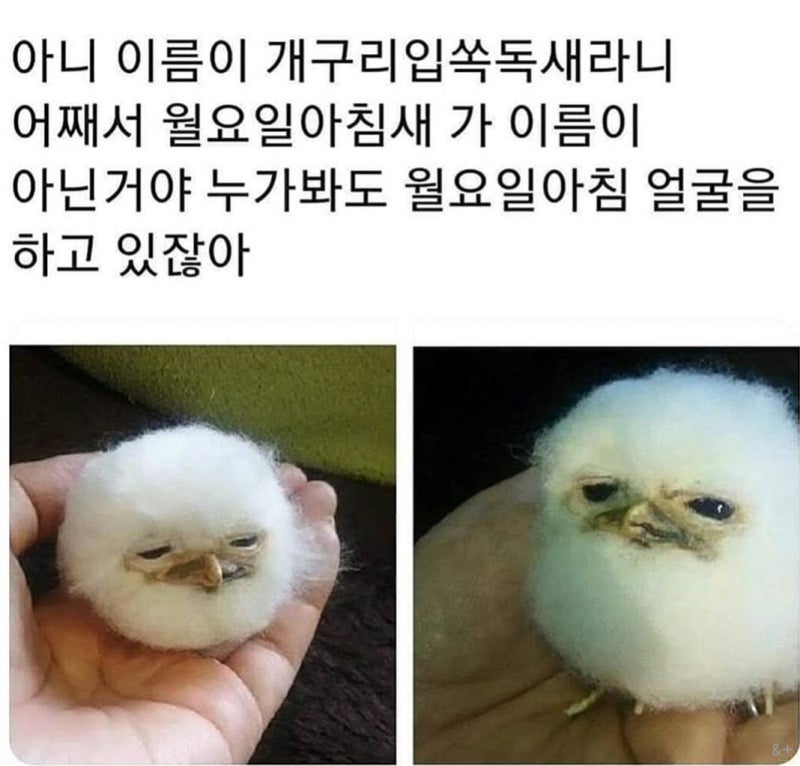 봐도봐도 재밌는 웃긴사진 짤 모음 : 네이버 블로그