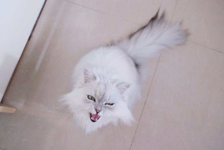 내고양이