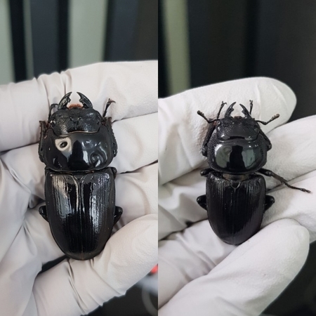  [Bs] 극태왕사슴벌레란? 암컷 편