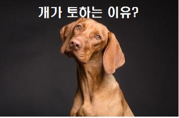  개가 토하는 이유 뭘까