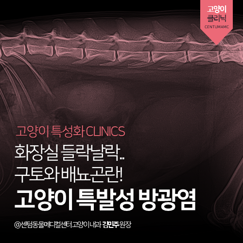  [고양이내과] 화장실 들락날락.. 구토와 배뇨곤란! 고양이 특발성 방광염 (부산 연제구 거제동 연산동 동물병원)