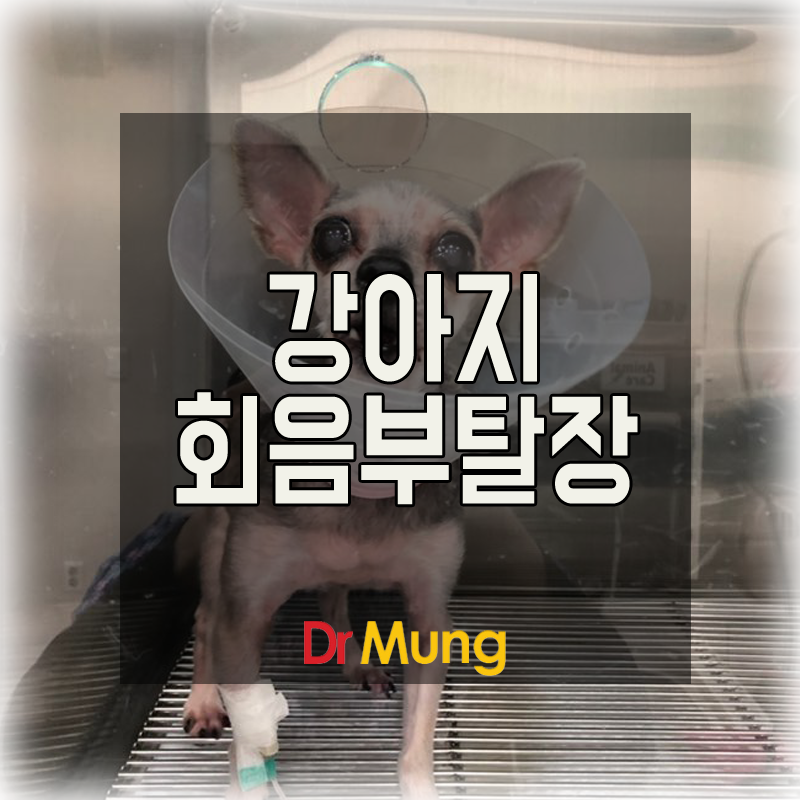 강아지 회음탈장 메쉬 교정 수술(노령견 수술 닥터멍동물병원)