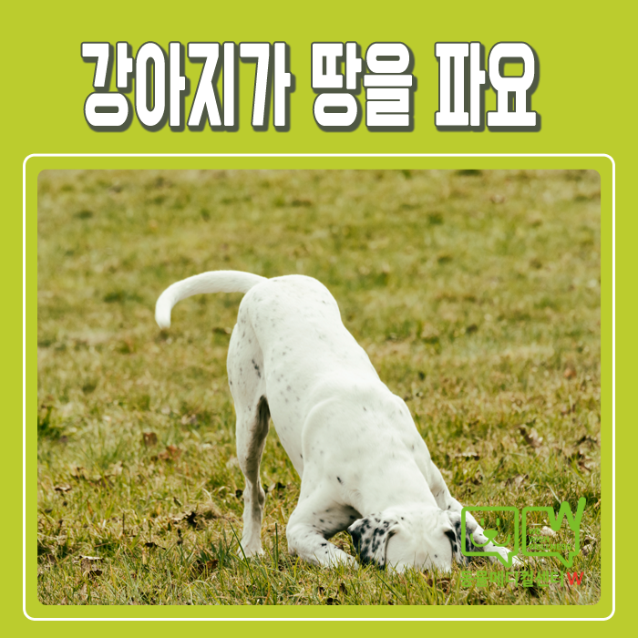 강아지 땅파는 행동, 딱 3가지 이유