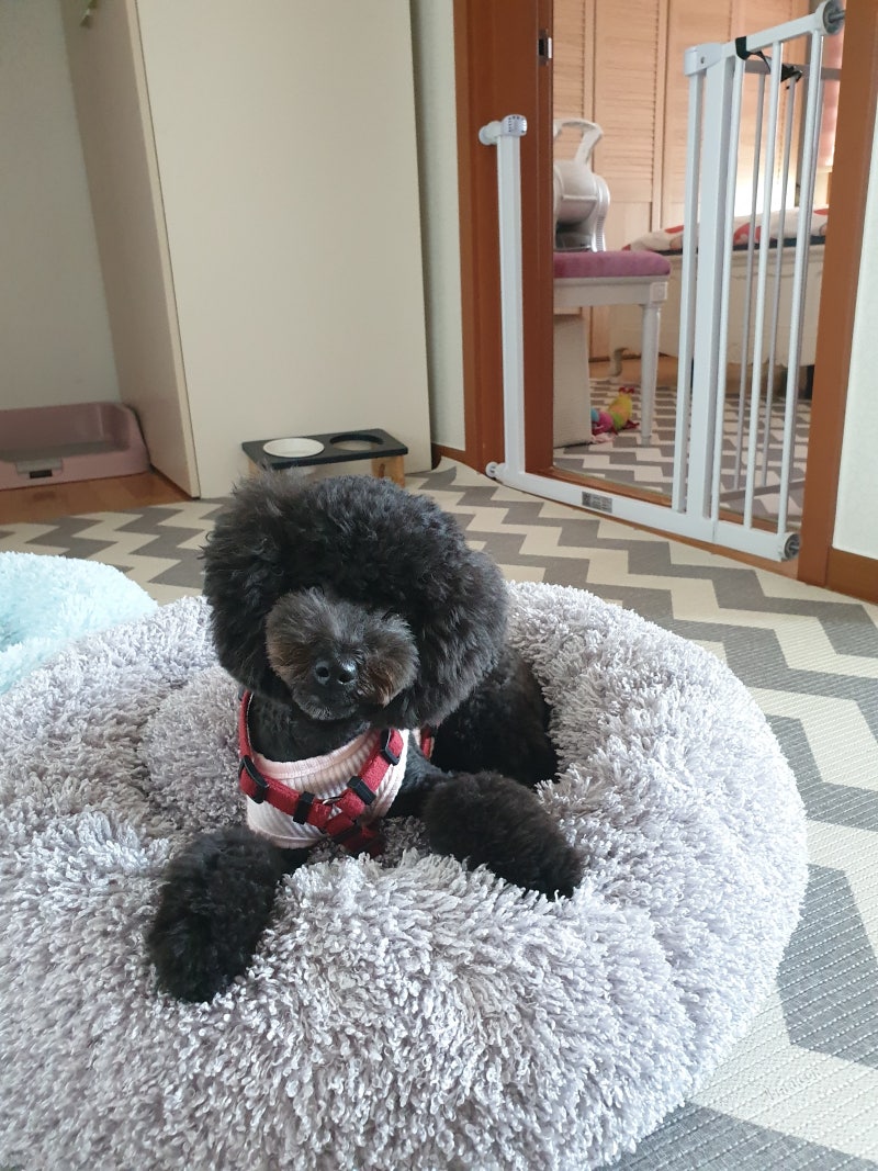 너네 닥스훈트는 뭐 먹여? : r/Dachshund, image size:800x1067