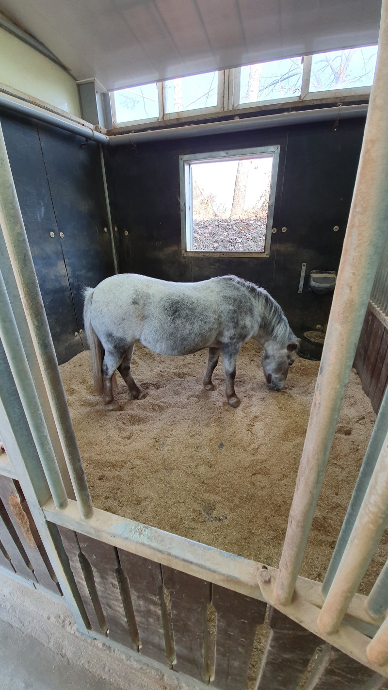 3살/5살 아이와 갈만한곳] 과천서울 경마공원 렛츠런파크 포니랜드/놀라운지/시크릿웨이 투어! : 네이버 블로그, image size:800x1422