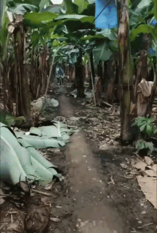  수확한 바나나 운반 방법