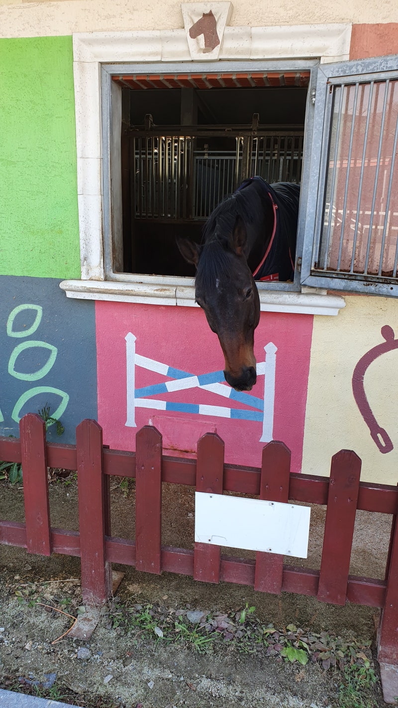 3살/5살 아이와 갈만한곳] 과천서울 경마공원 렛츠런파크 포니랜드/놀라운지/시크릿웨이 투어! : 네이버 블로그, image size:800x1422