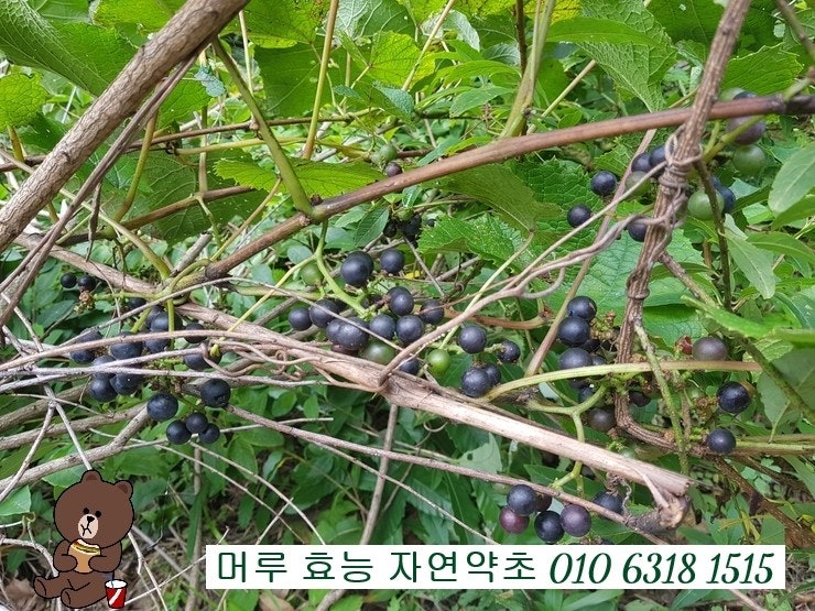 머루 효소 담그는 방법