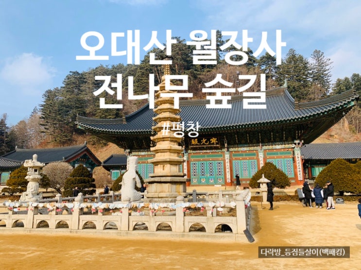  평창여행 오대산 월정사 / 전나무숲