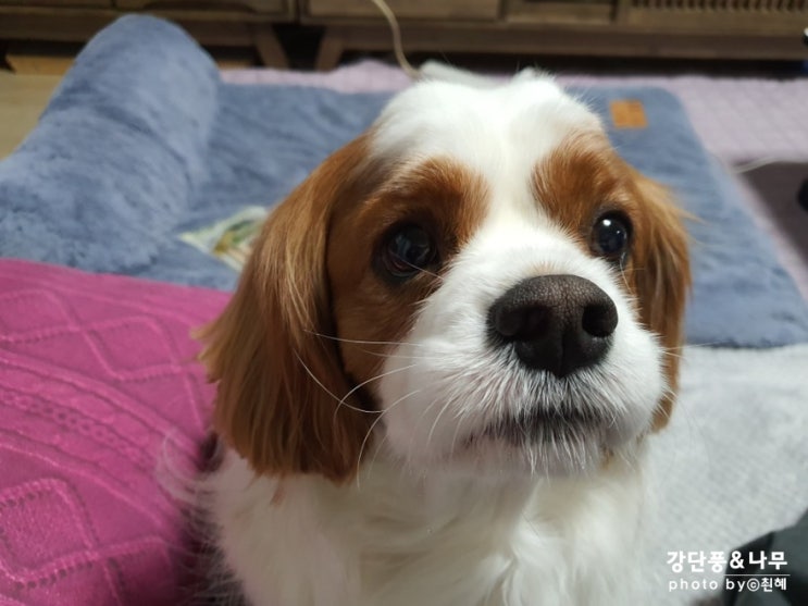  별명 부자 킹찰스 스패니얼 강나무