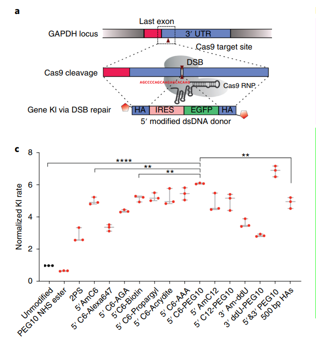  CRISPR 기술에서 donor DNA fragment를 modification하면 유전자 삽입 효율이 높아진다