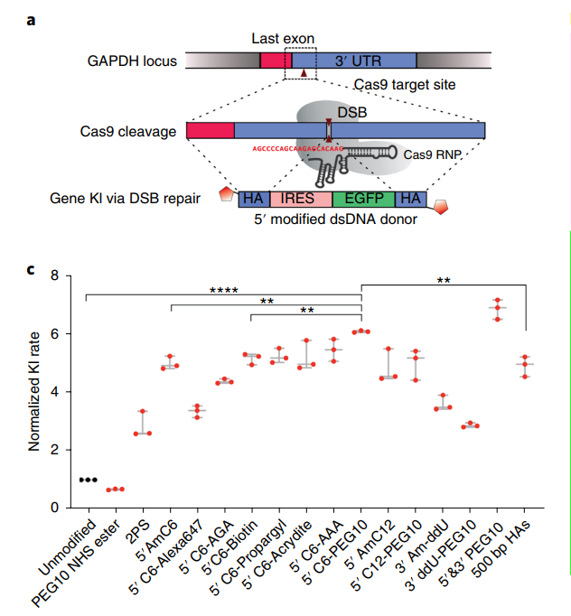 CRISPR 기술에서 donor DNA fragment를 modification하면 유전자 삽입 효율이 높아진다