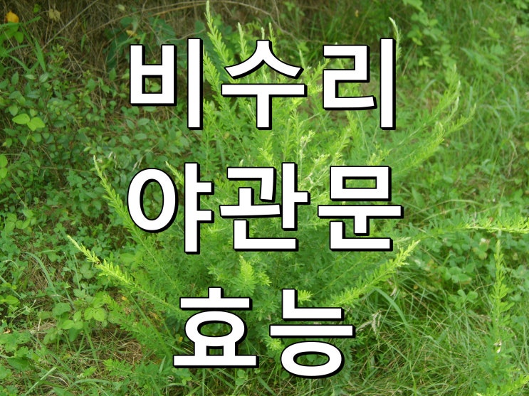  남자한테 좋다는 야관문 비수리, 또다른 효능이?