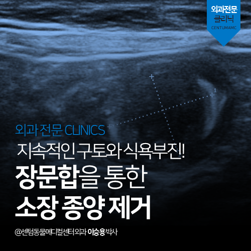  [외과] 지속적인 구토와 식욕부진! 장문합을 통한 강아지 소장 종양 제거 (부산 남구 대연동 용호동 용당동 종양수술 전문 동물병원)