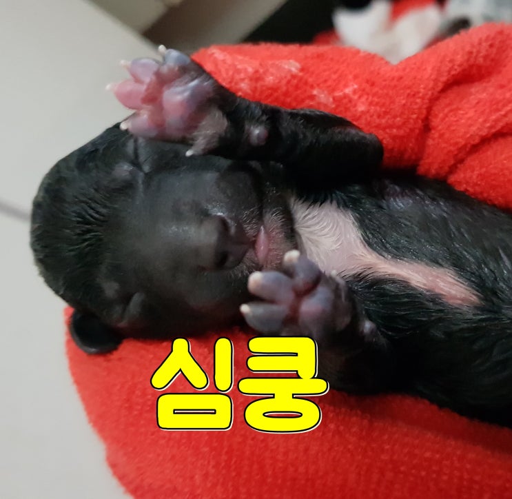  강아지 임신기간, 출산전 태동 집에서 분만할때 주의사항