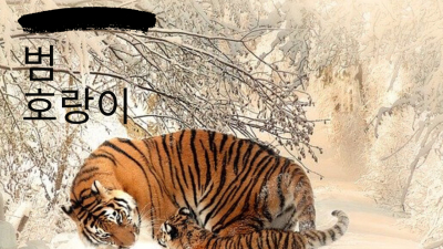  2020년경자년 호랑이띠 범띠 신년운세(50년생,62년생,74년생,86년생,98년생) 시원하게 풀어드립니다.