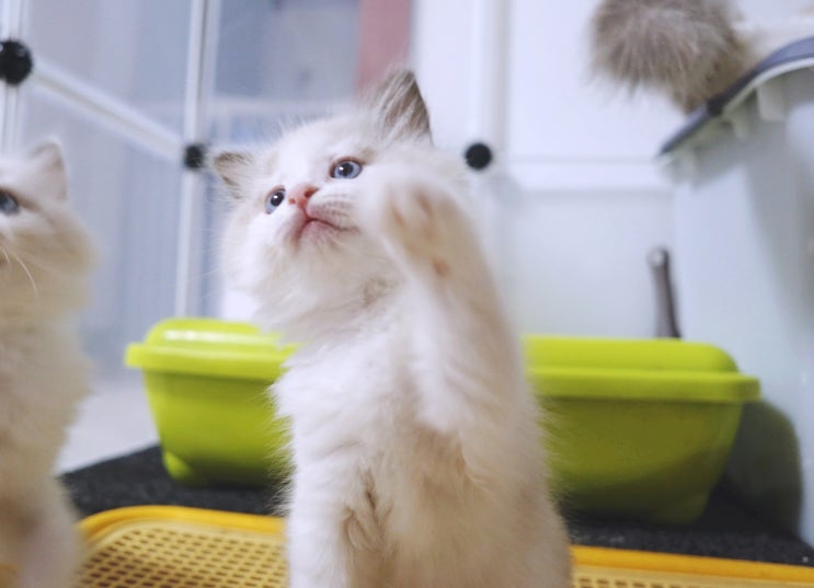  고양이 눈곱이 자주끼는 이유?!