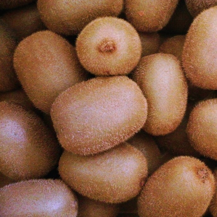   국내산제주 레드키위 2kg 1박스 042kg소 3438수 