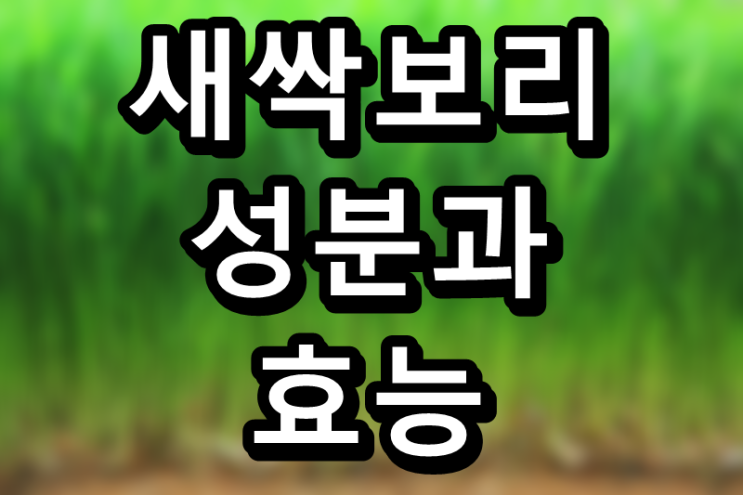  변비와 다이어트에 효과적인 새싹보리, 성분과 효능
