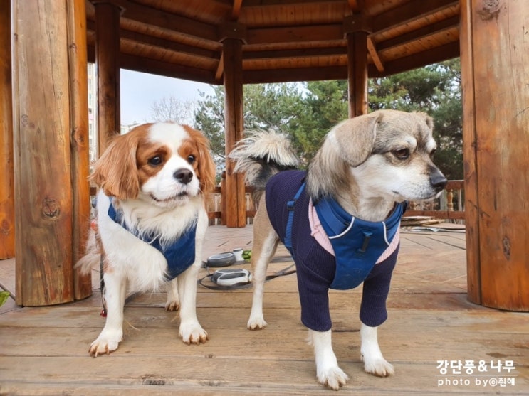 새해 복 많이 받으세요 강단풍 강나무 올림