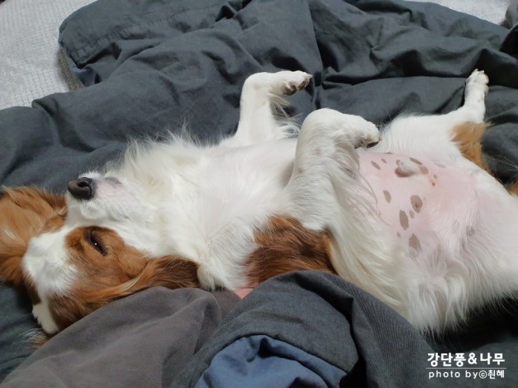  내맘 같지 않네~ 킹찰스 강나무 이야기