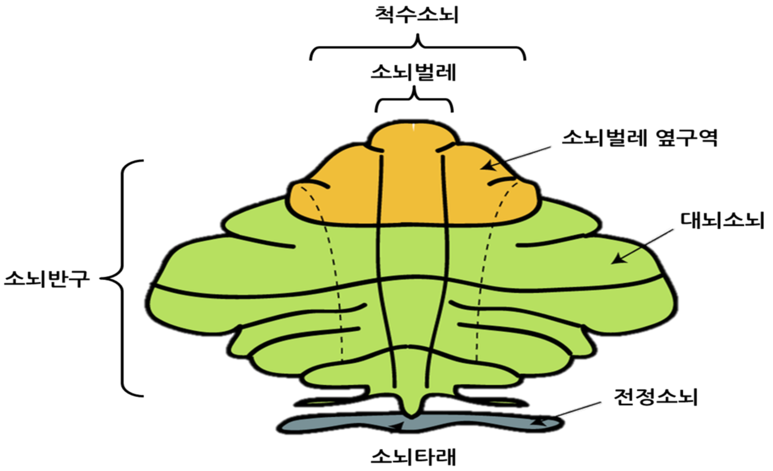 뇌, 생각의 출현-4 ...박문호 : 네이버 블로그