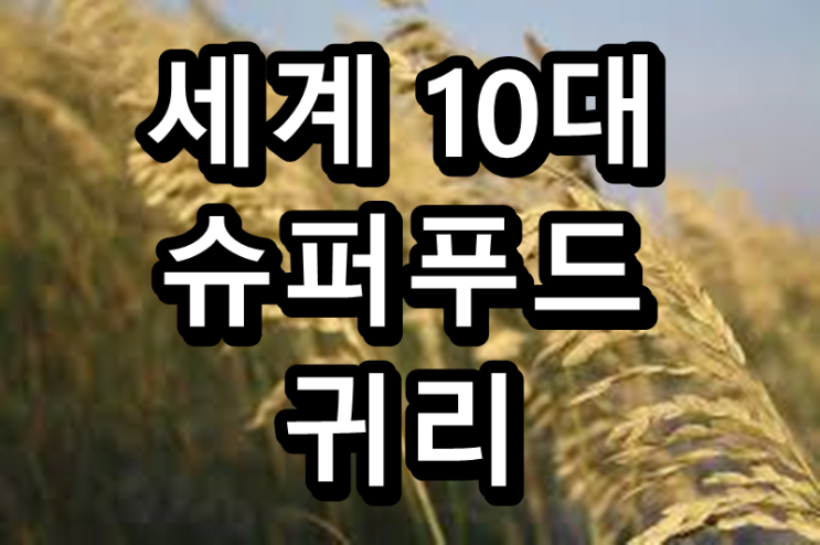  세계 10대 슈퍼 푸드, 귀리의 효능 및 주의사항과 먹는 방법