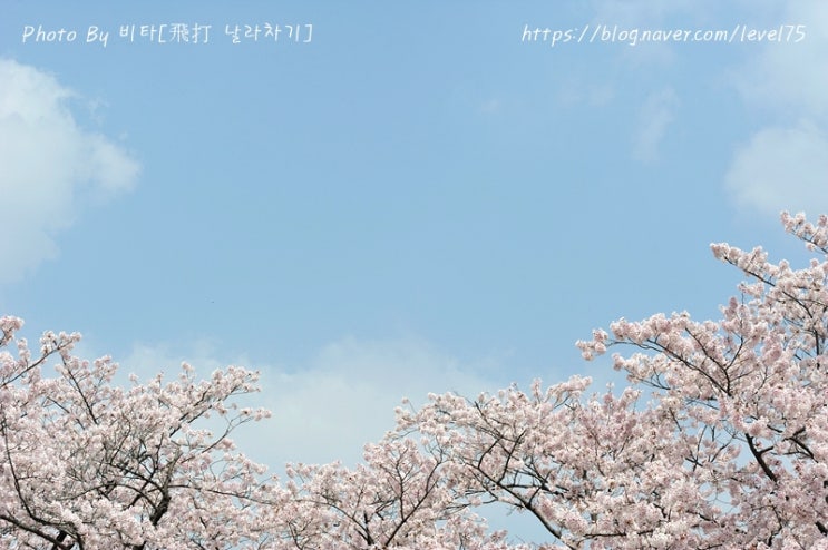  진해 벗꽃