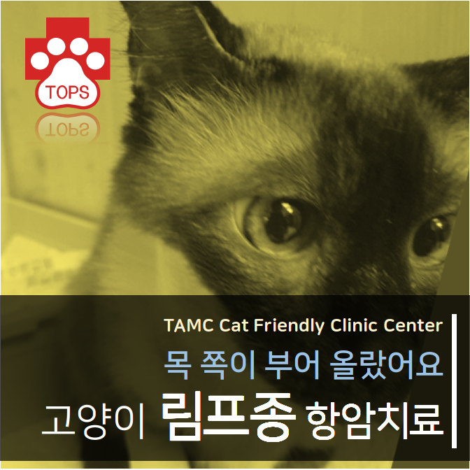 고양이 혹/림프종/항암/탑스 동물 메디컬센터/대구 동물병원/달서구 상인동