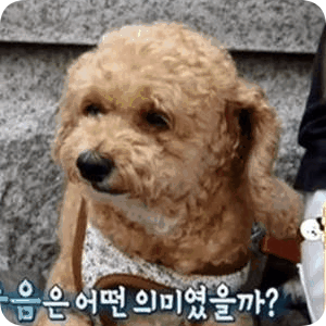 이연복 요리사님이 겪고 있다는 펫로스 증후군