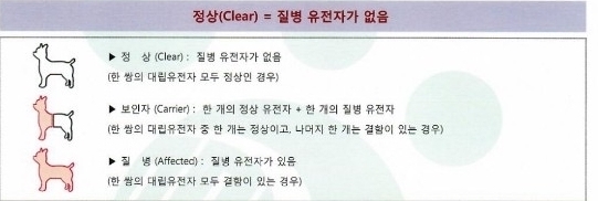  랙돌고양이 유전병 HCM