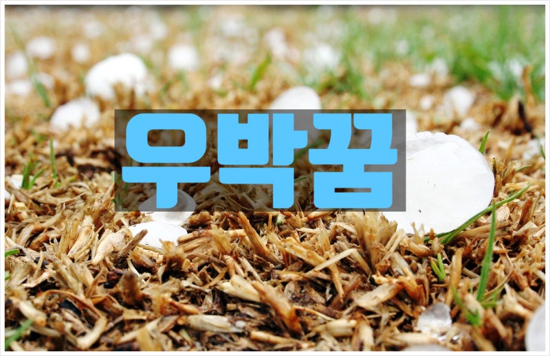 우박꿈 무슨 뜻일까?