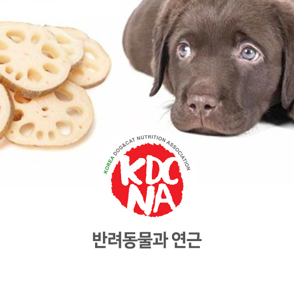 [반려동물 식재료 정보] 강아지 연근 먹어도 되나요?_131