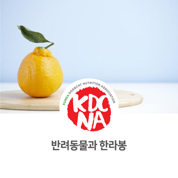  [반려동물 식재료 정보] 강아지 한라봉 먹어도 되나요?_132