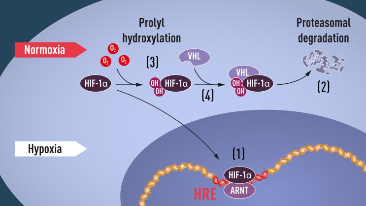  2019 노벨생리의학상 - 세포의 저산소농도 적응과정, HIF-1α 역할