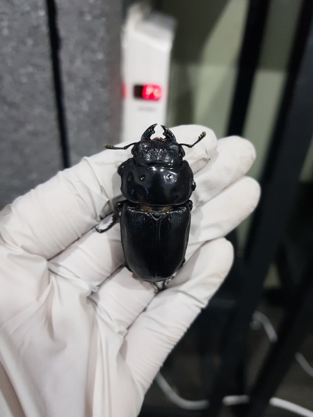  [Bs] 극태왕사슴벌레 산란세팅 기록용 K-3B 2차